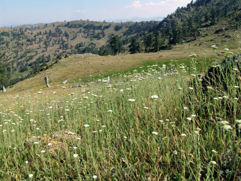 Compositae (Asteraceae) Achillea 1 [?]. METSOVO - MAUROVOUNI-1