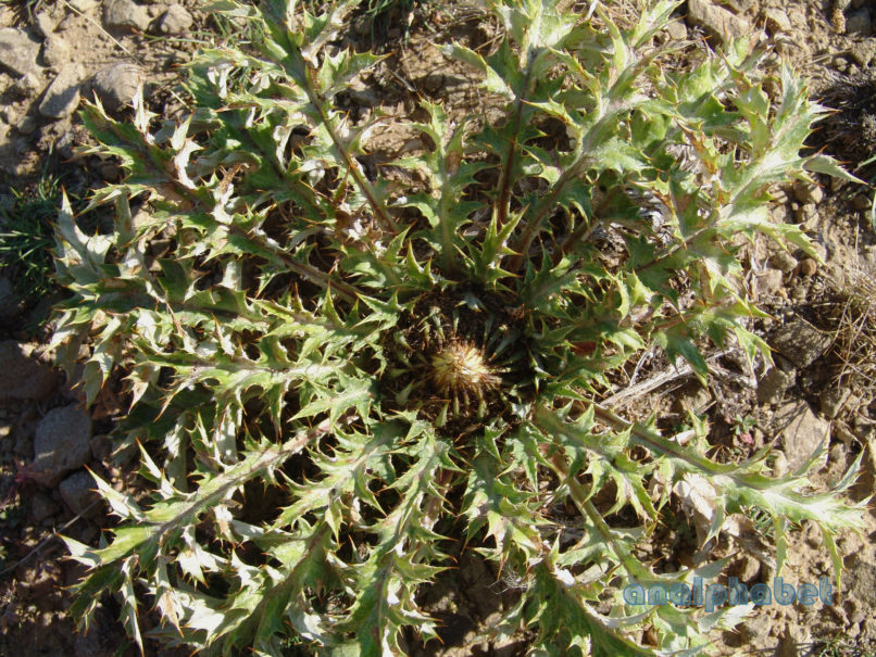 Carlina acanthifolia (All.), METSOVO - MAUROVOUNI-1