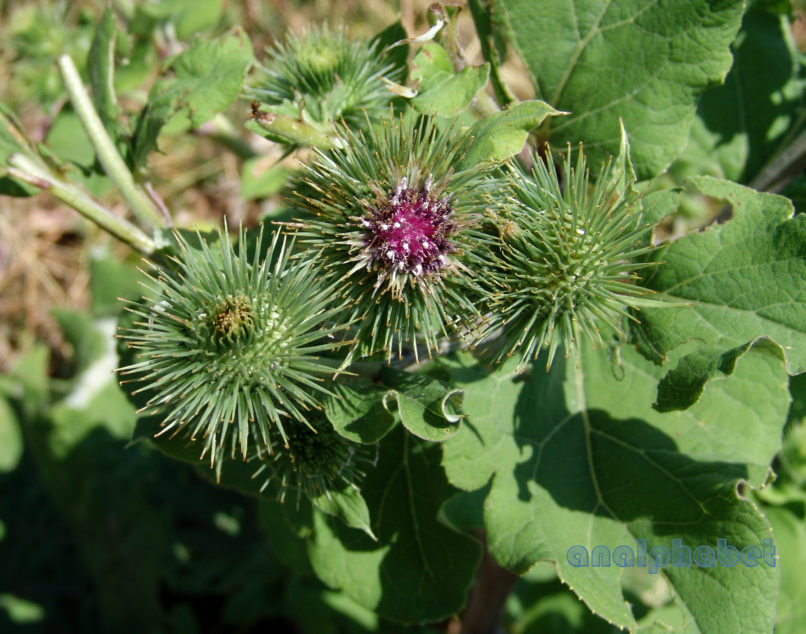 Arctium lappa (L.), METSOVO - MAUROVOUNI-1