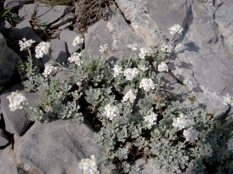 Achillea umbellata (S. & S.), MIKRI ZIRIA-1