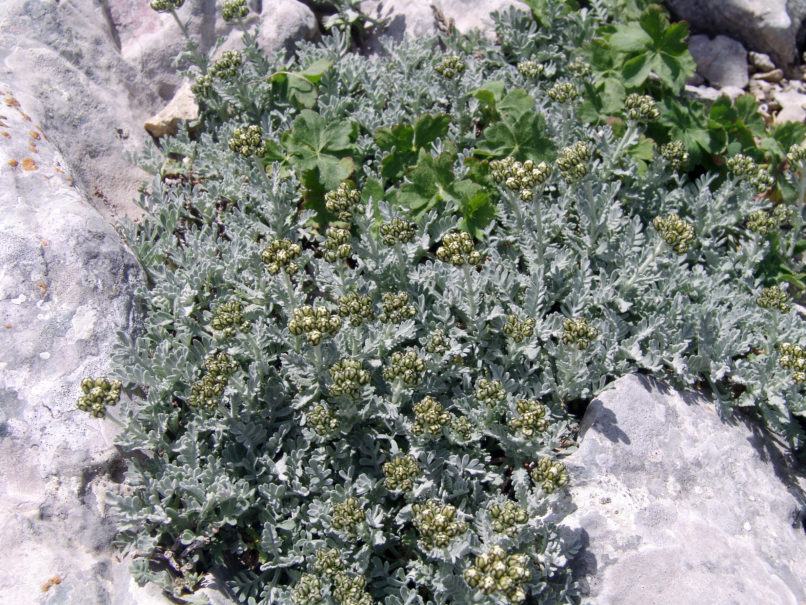 Achillea umbellata (S. & S.), DIRFYS - XEROVOUNI-2