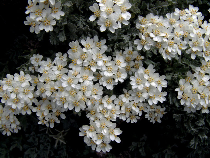 Achillea umbellata (S. & S.), DIRFYS - XEROVOUNI-1