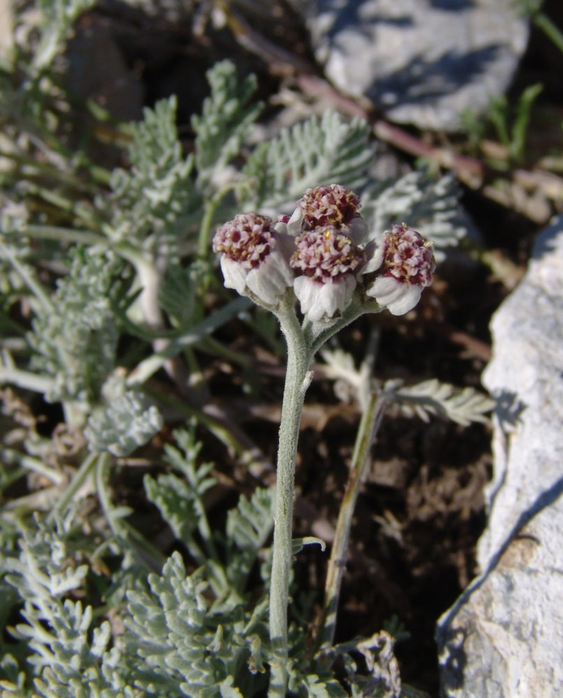 Achillea ambrosiaca (Boiss. & Heldr.) ssp. olympica (Heimerl), OLYMPOS-1