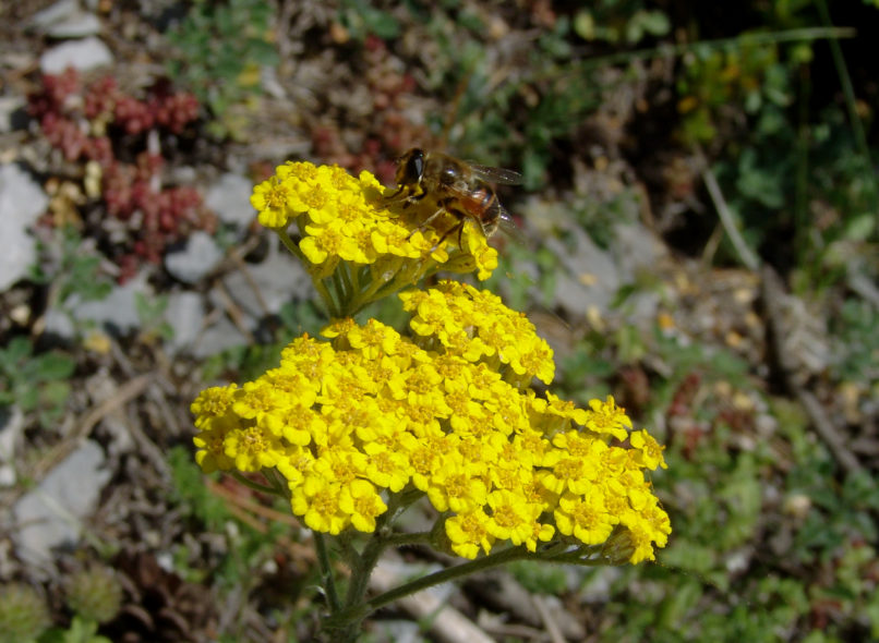 Achillea coarctata (Poiret), OLYMPOS-1