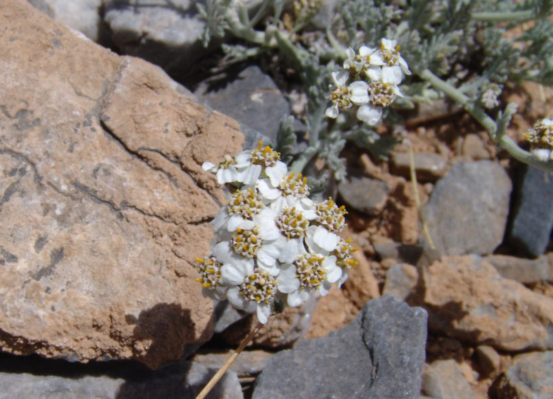 Achillea ambrosiaca (Boiss. & Heldr.) ssp. olympica (Heimerl), OLYMPOS-2