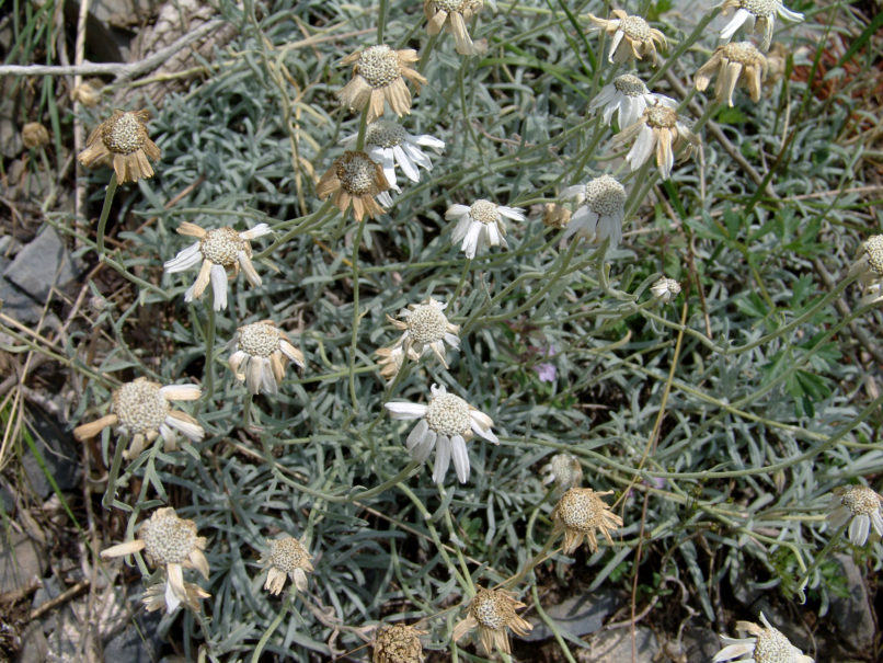 Achillea ageratifolia (Sibth. & Smith) ssp. aizoon (Griseb.), OLYMPOS-2