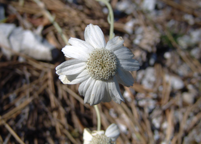 Achillea ageratifolia (Sibth. & Smith) ssp. aizoon (Griseb.), OLYMPOS-1