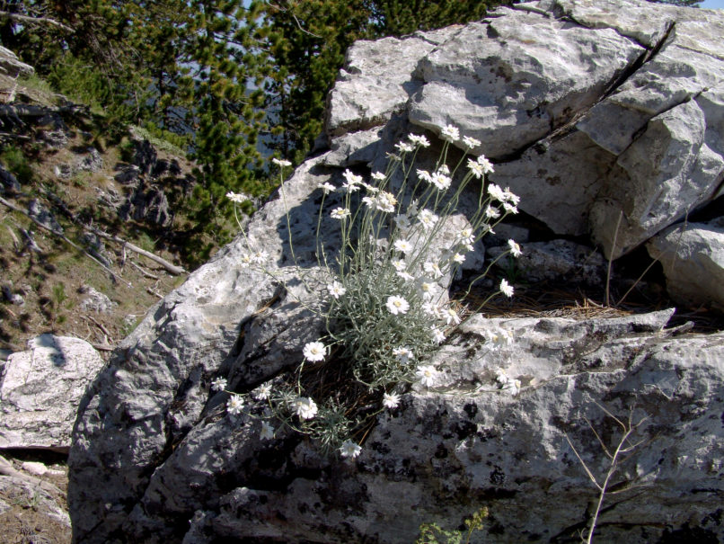 Achillea ageratifolia (Sibth. & Smith) ssp. aizoon (Griseb.), OLYMPOS-3