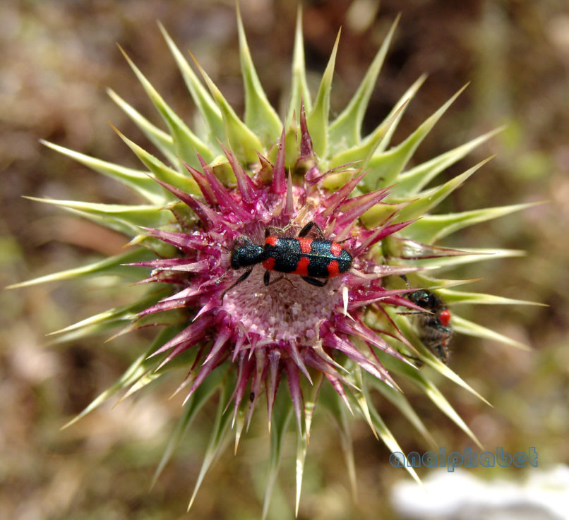 Carduus macrocephalus (Desf.), PARNASSOS-1
