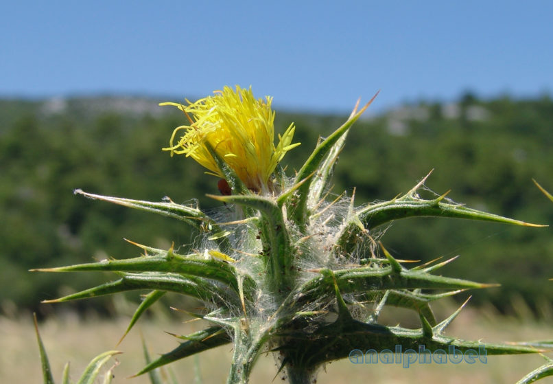 Carthamus lanatus (L.), PARNITHA-2