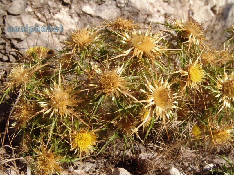 Carlina corymbosa (Boiss.) [Carlina graeca], PARNITHA-2