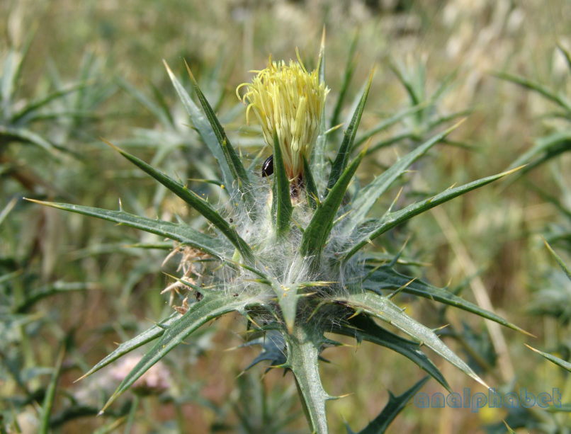 Carthamus lanatus (L.), PARNITHA-1