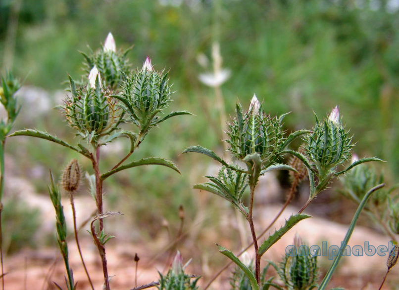 Atractylis cancellata (L.), PARNITHA-1