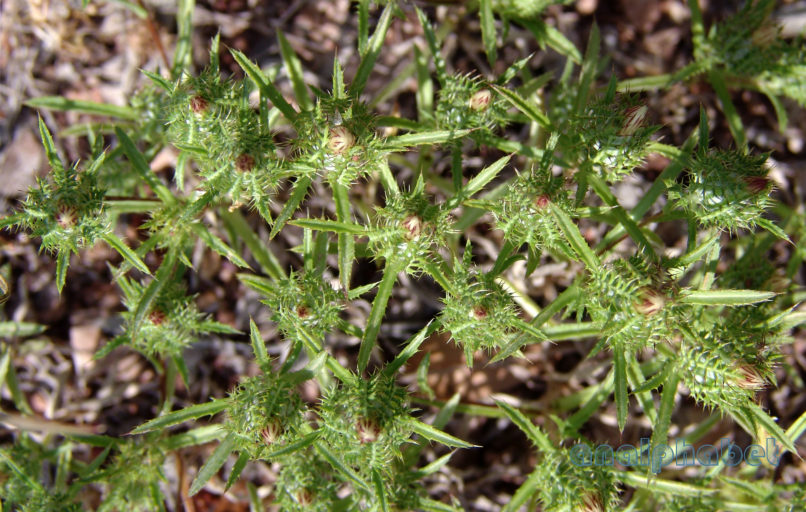 Atractylis cancellata (L.), PARNITHA-2