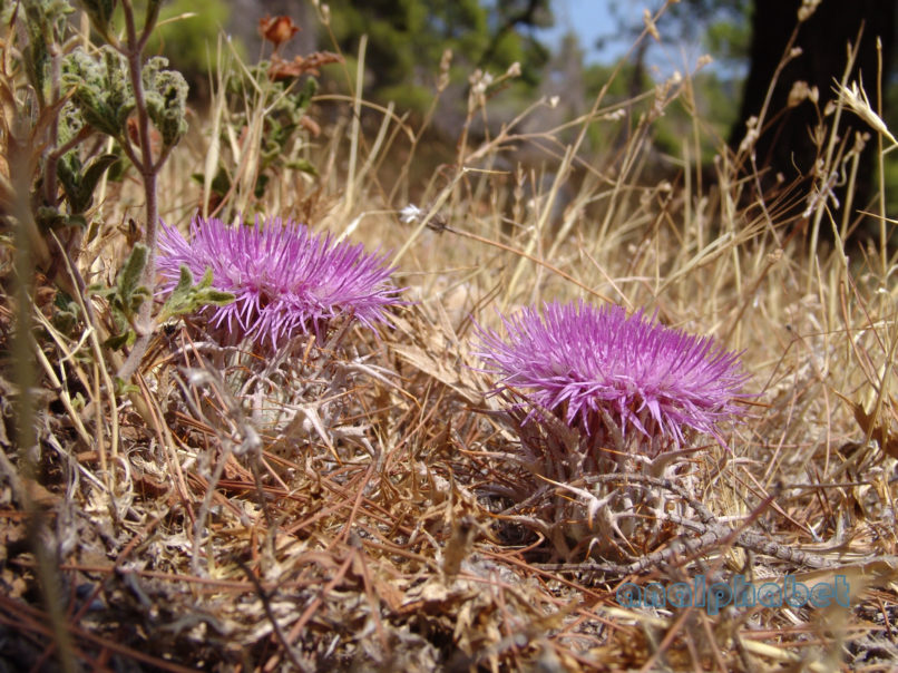 Atractylis gummifera (L.) [Carlina gummifera], PARNITHA-1