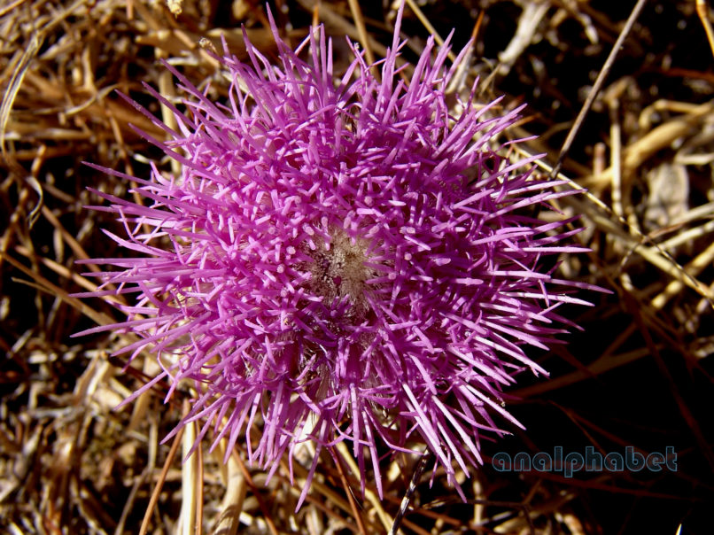Atractylis gummifera (L.) [Carlina gummifera], PARNITHA-3