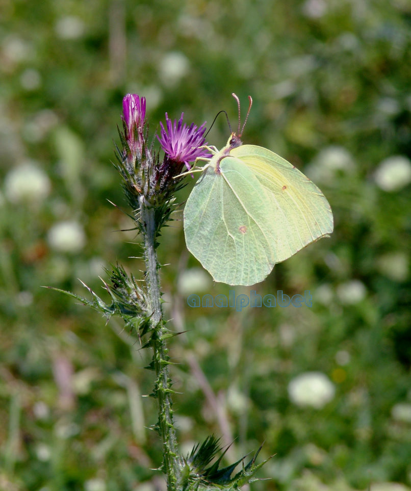 Carduus pycnocephalus (L.), PARNITHA-1