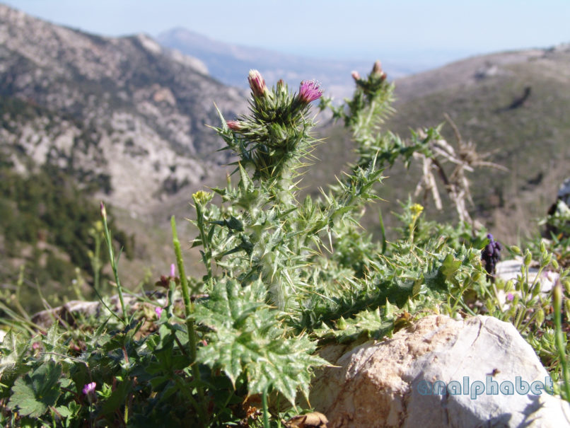 Carduus pycnocephalus (L.). PARNITHA-2