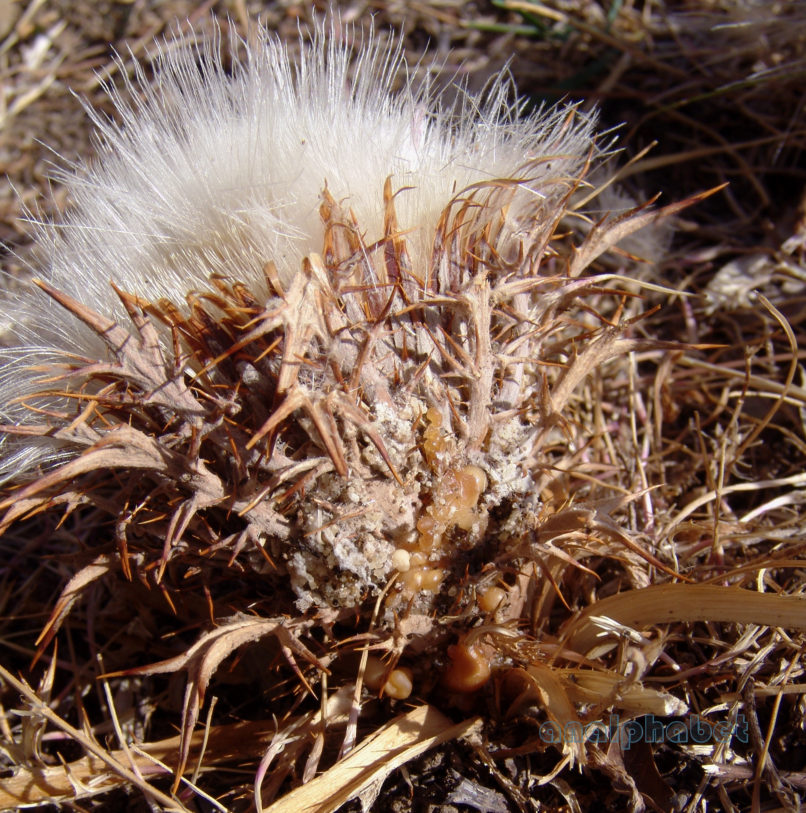 Atractylis gummifera (L.) [Carlina gummifera], PARNITHA-2