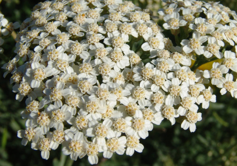 Achillea millefolium (L.), PARNITHA-1