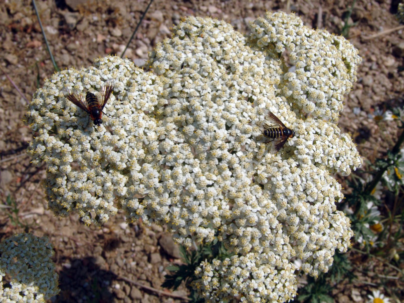 Achillea millefolium (L.), PARNITHA-2