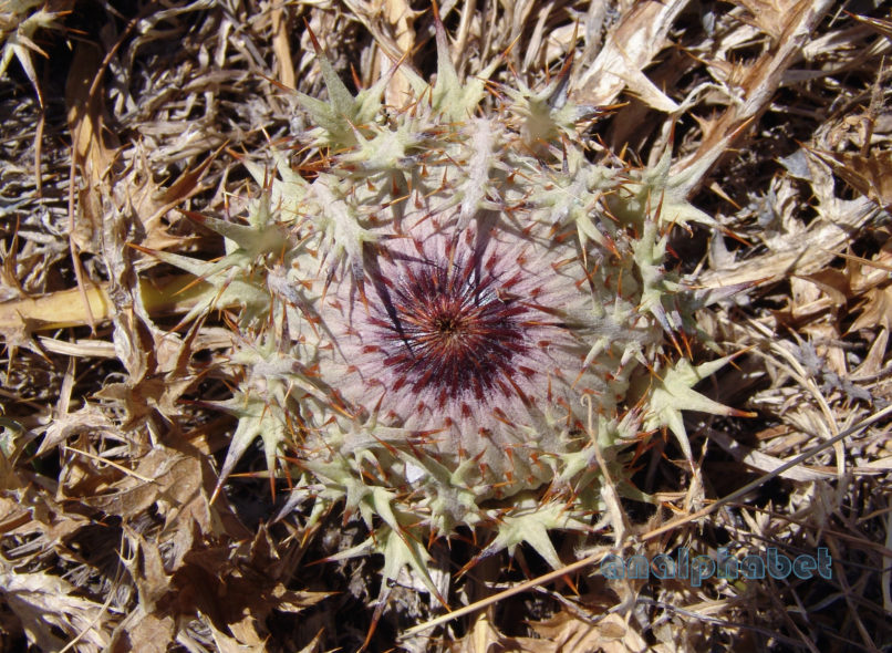Atractylis gummifera (L.) [Carlina gummifera], PARNITHA-4