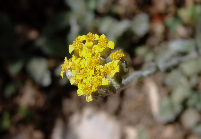 Achillea coarctata (Poiret), PARNITHA-1