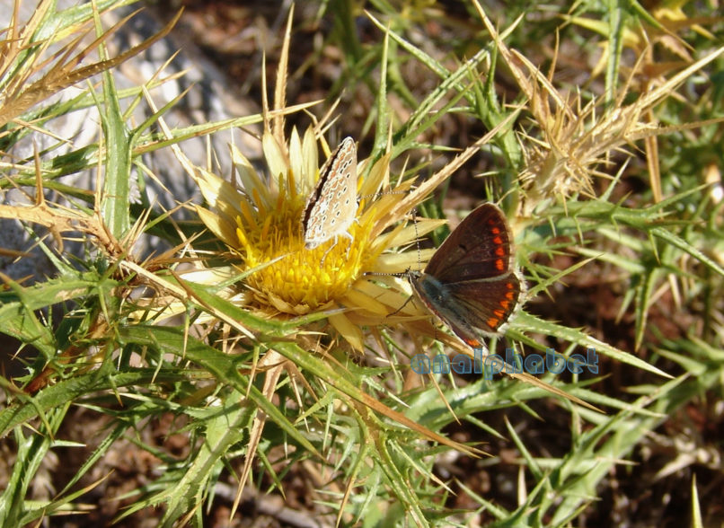 Carlina corymbosa (Boiss.) [Carlina graeca], PARNITHA-3