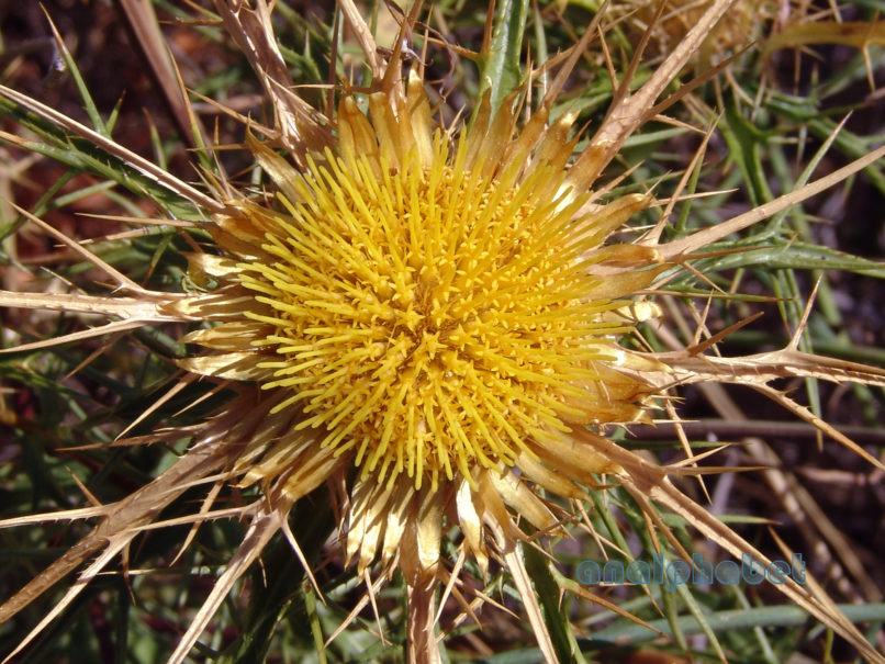 Carlina corymbosa (Boiss.) [Carlina graeca], PARNITHA-1