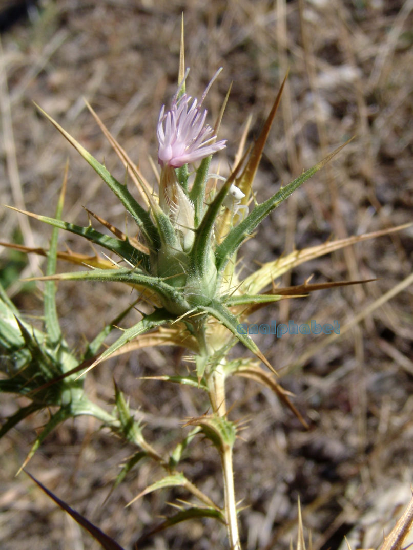 Carthamus leucocaulus (Sipth. & Smith), PARNITHA-1