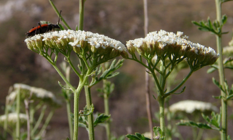 Achillea millefolium (L.), PARNITHA-3