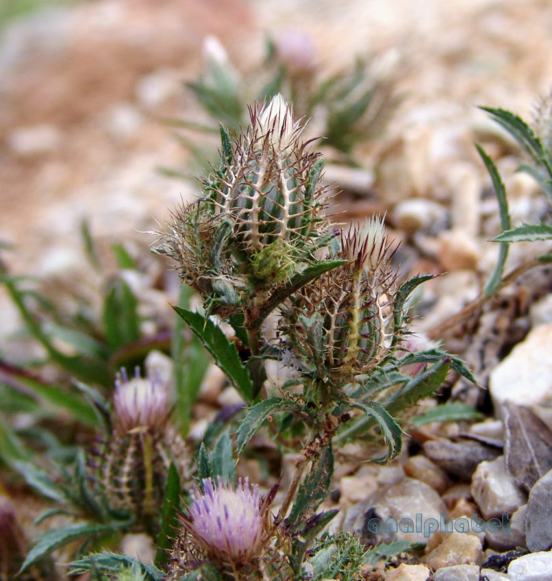 Atractylis cancellata (L.), PARNITHA-3