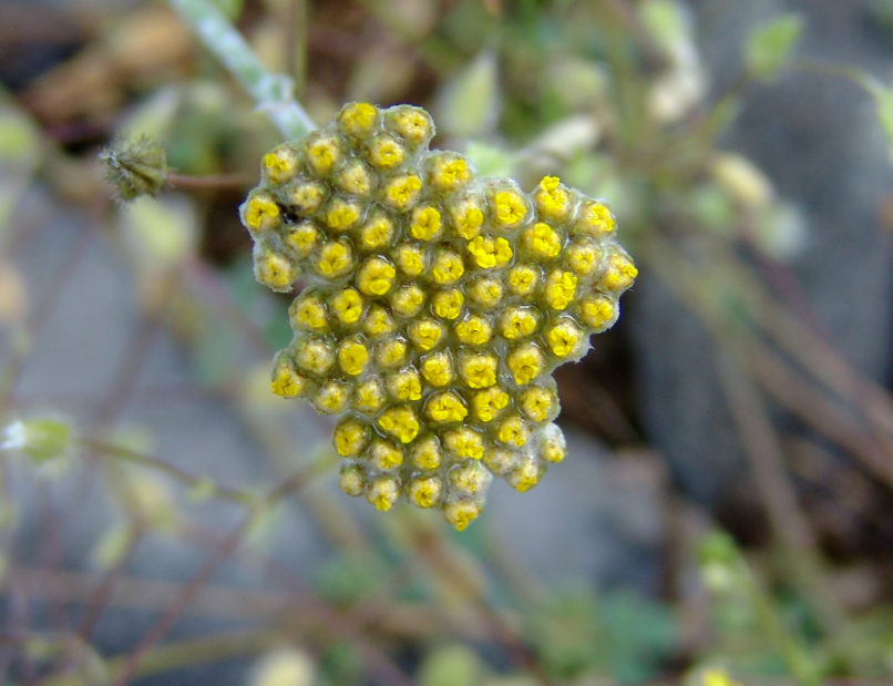 Achillea coarctata (Poiret), TAYGETOS-1