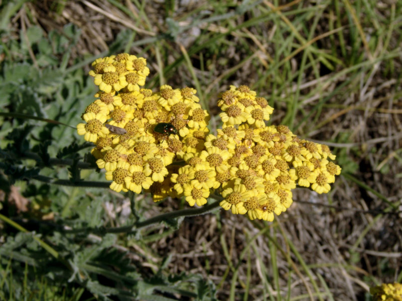Achillea coarctata (Poiret), CHELIDONA-1