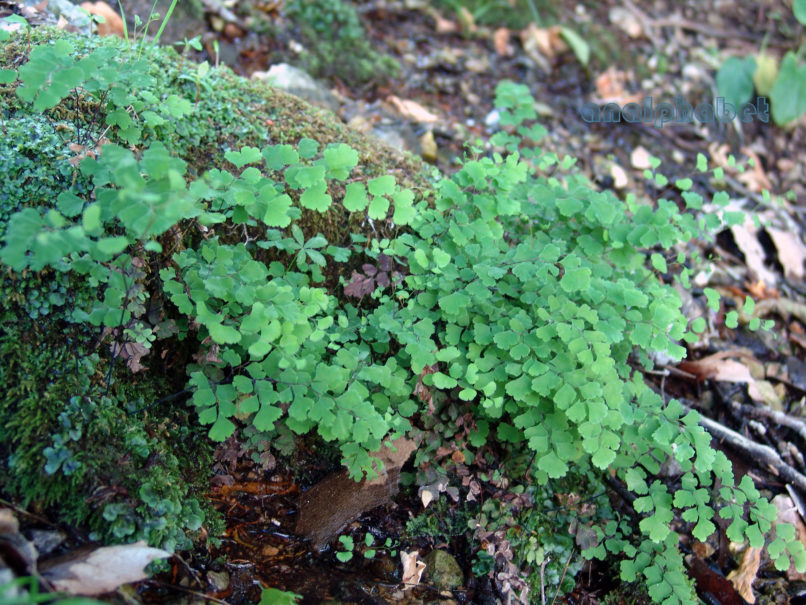 Adiantum capillus Veneris (L.), PARNITHA-1