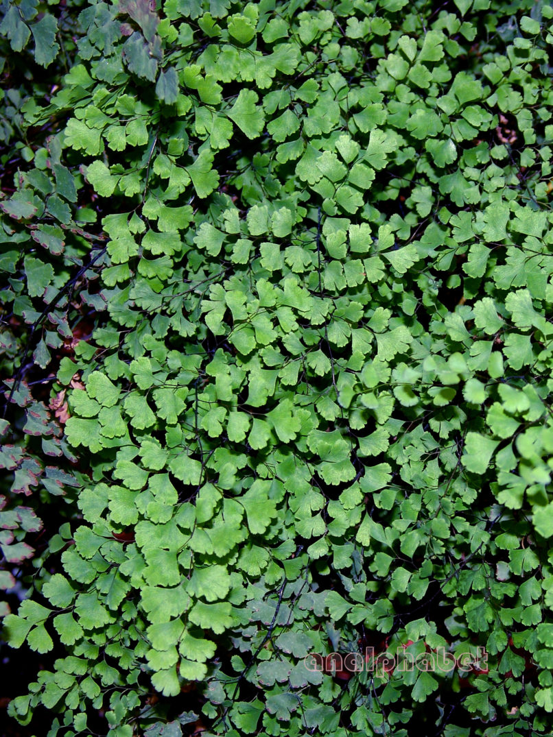 Adiantum capillus Veneris (L.), PARNITHA-2