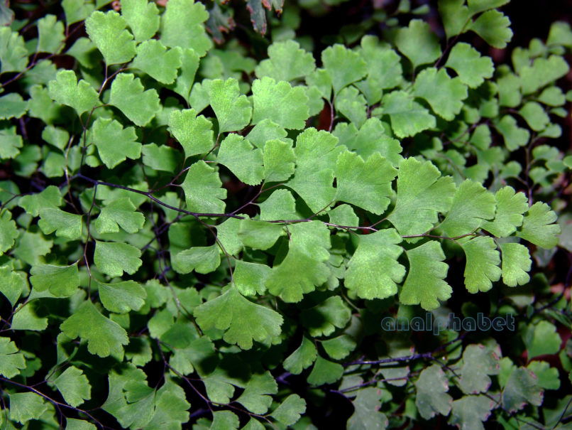 Adiantum capillus Veneris (L.), PARNITHA-3