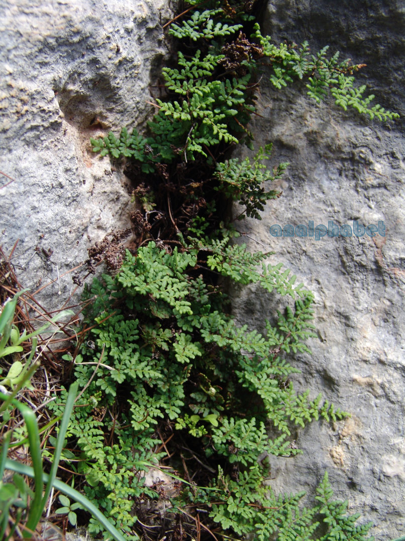 Allosorus pteridioides (Reich.), PARNITHA-1