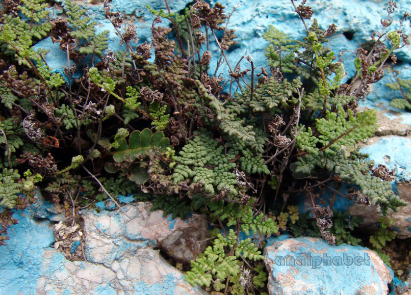 Allosorus pteridioides (Reich.), PARNITHA-2