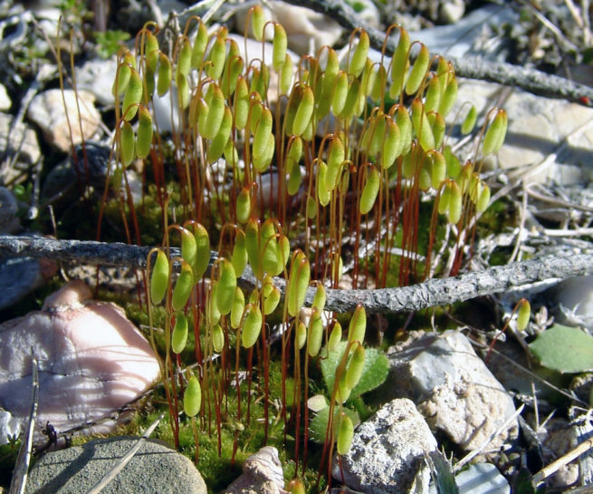 BRYOPHYTA 1 [?], PARNITHA-2