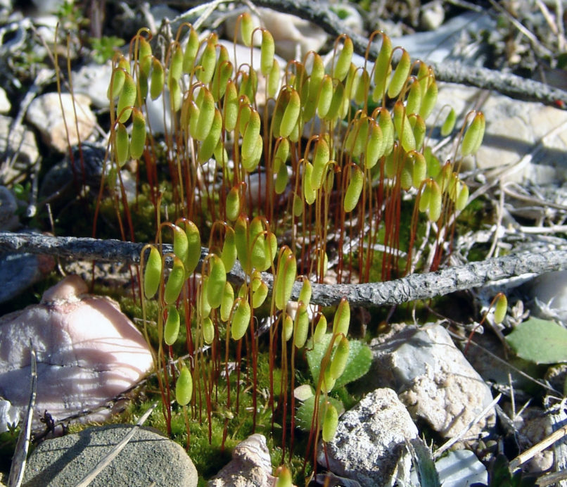 BRYOPHYTA 1 [?], PARNITHA-2