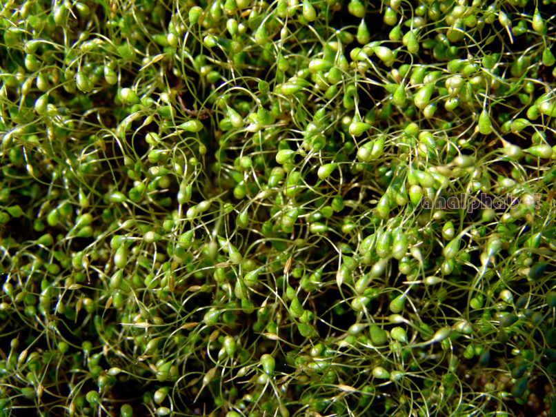 BRYOPHYTA (ΒΡΥΑ) 1 [?], PARNITHA-1