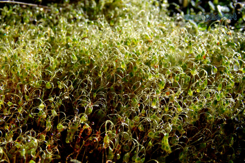 BRYOPHYTA (ΒΡΥΑ) 1 [?], PARNITHA-11