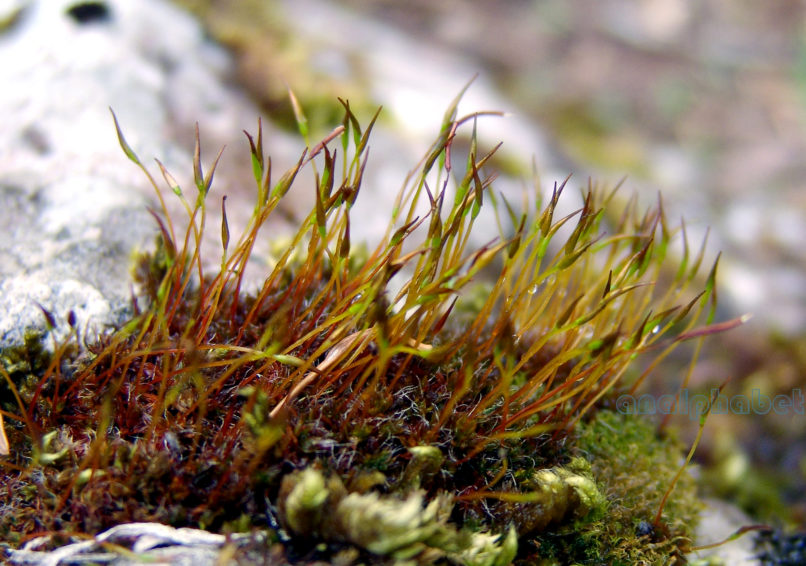 BRYOPHYTA (ΒΡΥΑ) 1 [?], PARNITHA-2