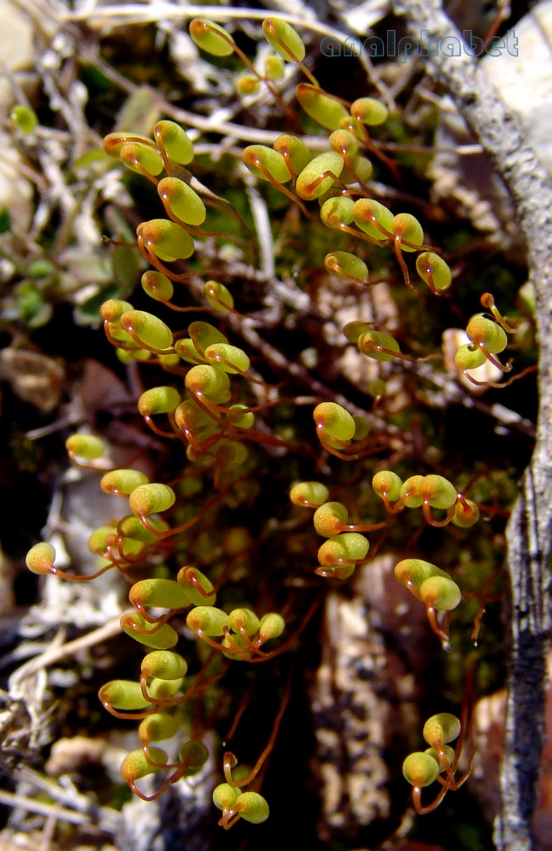 BRYOPHYTA (ΒΡΥΑ) 1 [?], PARNITHA-3