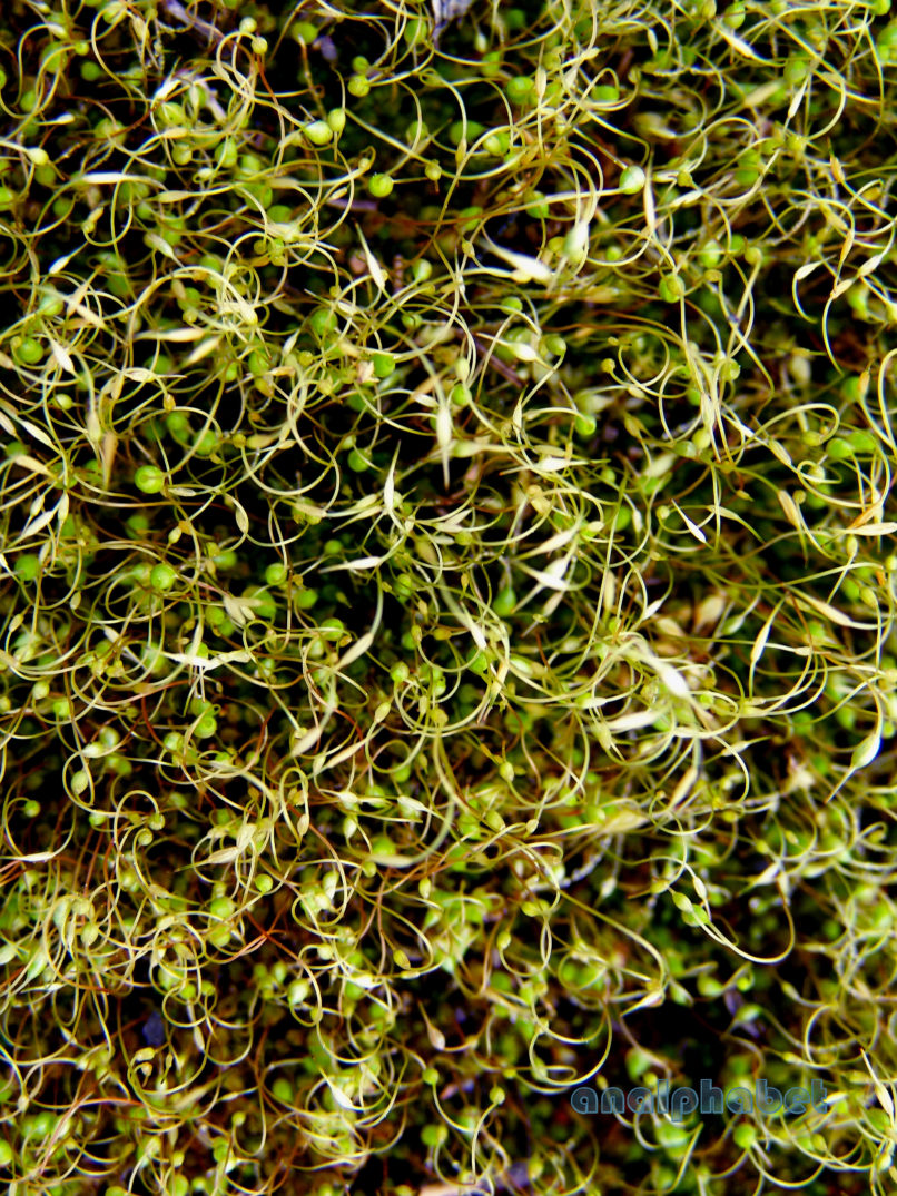 BRYOPHYTA (ΒΡΥΑ) 1 [?], PARNITHA-4