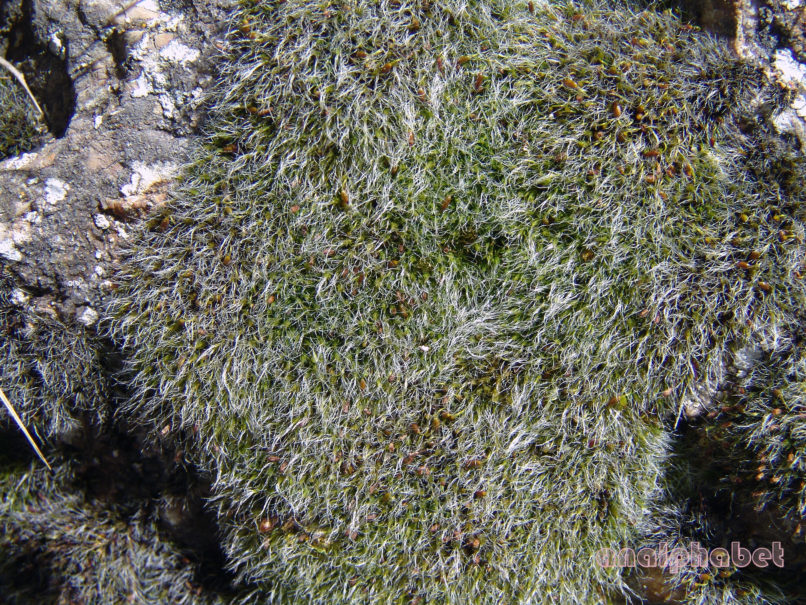 BRYOPHYTA (ΒΡΥΑ) 1 [?], PARNITHA-5