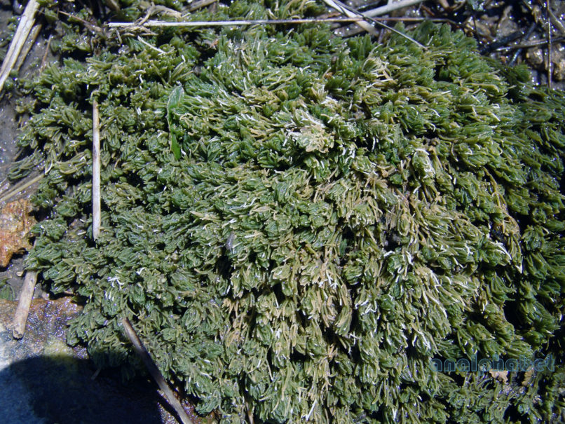 BRYOPHYTA (ΒΡΥΑ) 1 [?], PARNITHA-7