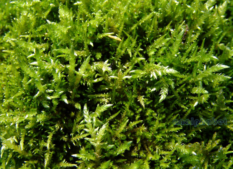 BRYOPHYTA (ΒΡΥΑ) 2 [?], PARNITHA-1