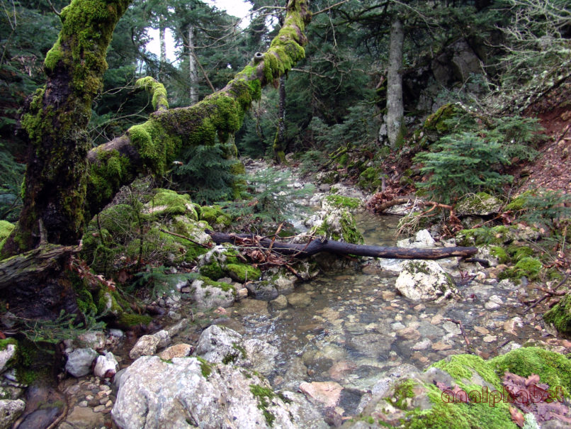 BRYOPHYTA (ΒΡΥΑ) 2 [?], PARNITHA-3